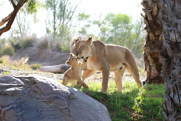 Famiglia di predatori selvatici in natura