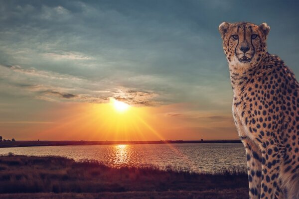 Savanne. Gepard auf See Hintergrund bei Sonnenuntergang