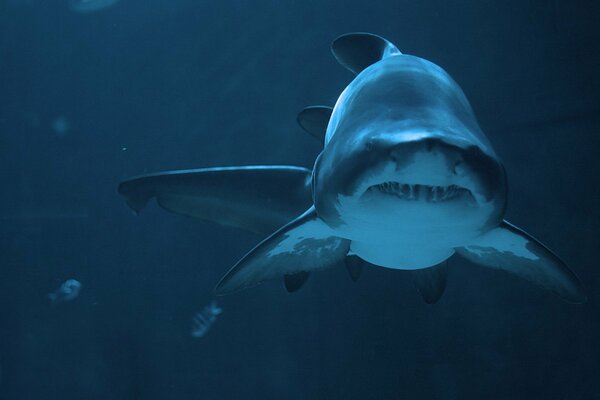 Predatory shark swims at depth