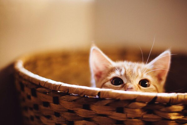 The muzzle of a red cat looks out of the basket