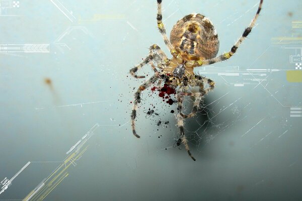 Araña colgada junto a la sangre