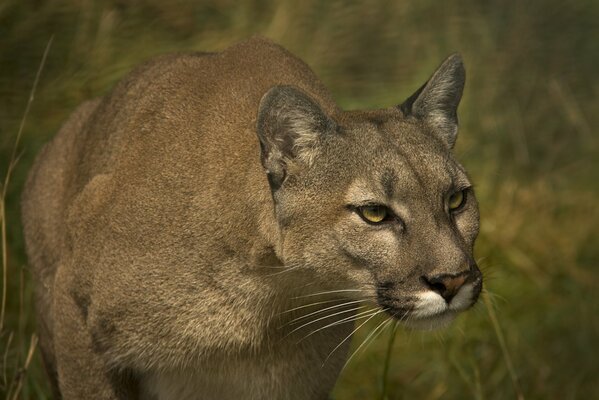 Big wild cat on the hunt