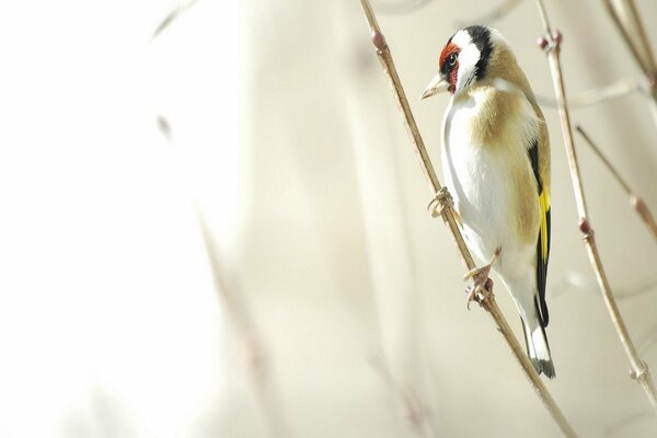 Oiseau avec plumage multicolore sur une branche