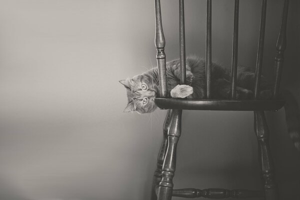 A beautiful fluffy cat on a chair