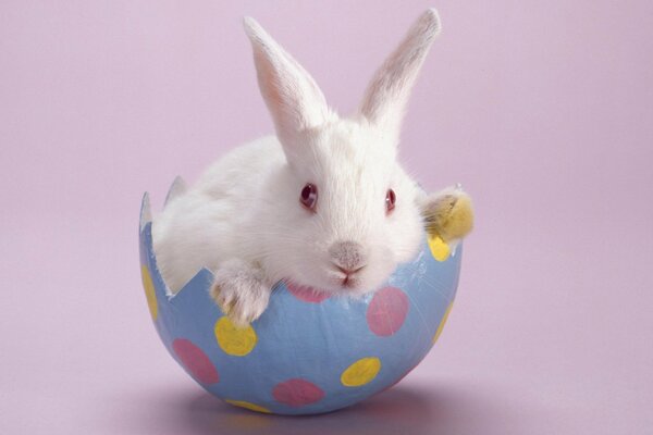 A white rabbit in a colored hat