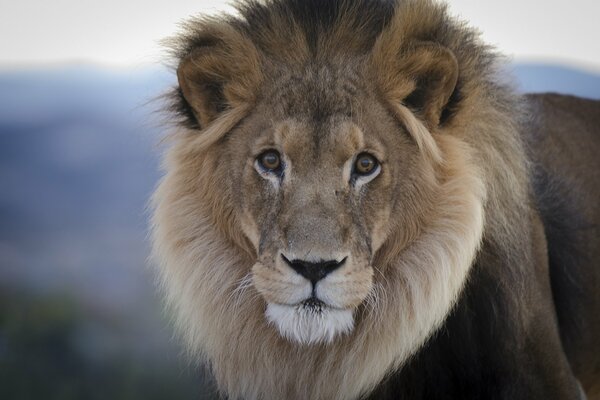 Regarde un Lion avec une crinière chic