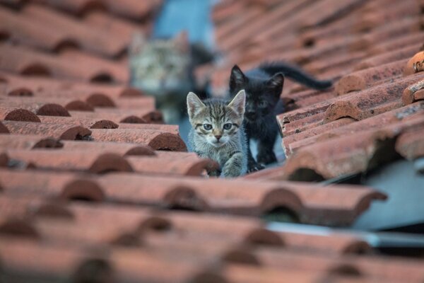 Deux chatons se promènent sur le toit