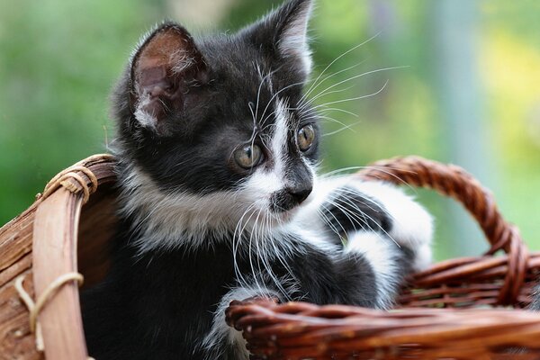A black and white kitten in a basket