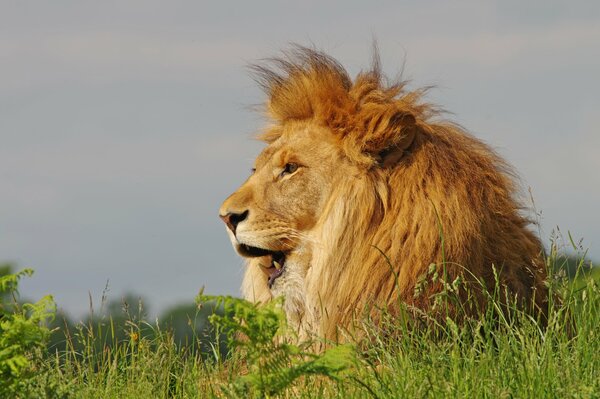 A lion with a mane lies in the grass