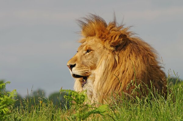 Lion avec crinière se trouve dans l herbe