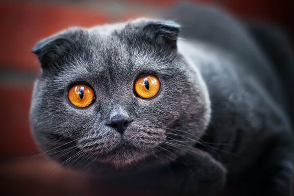 Bright eyes of a gray lop-eared cat