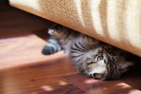 Gattino giocoso strisciato sotto il divano