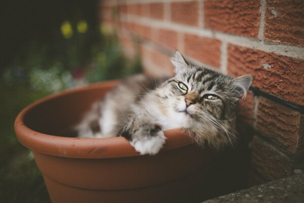 A cute cat is lying in a pot