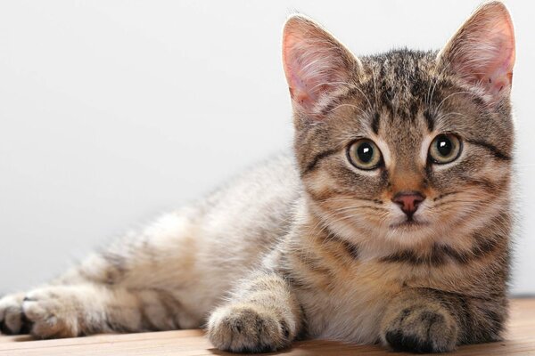 Chat rayé se trouve et regarde