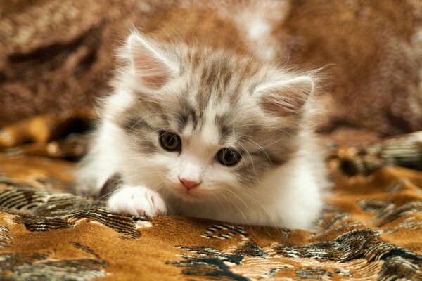 A little kitten on the mat