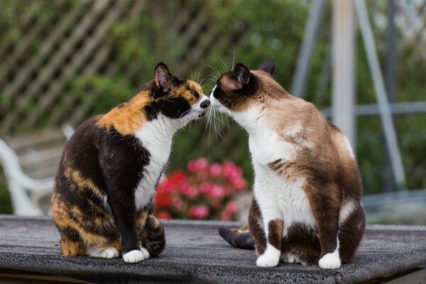 Rencontrer des chats colorés amusants