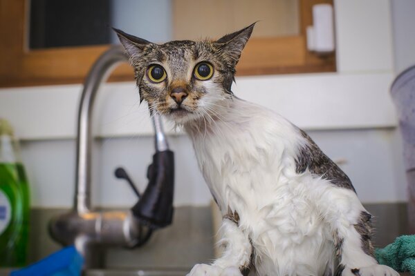 Die nasse Katze kam aus dem Wasser