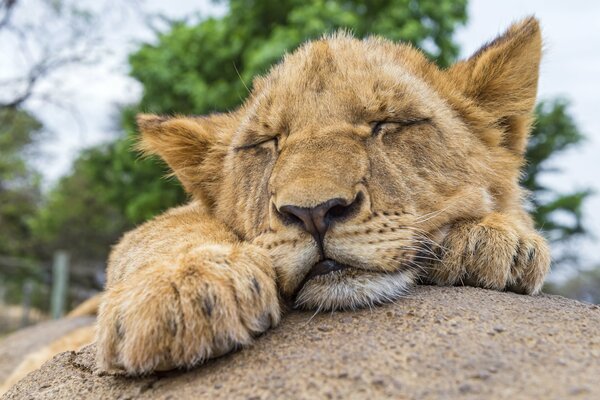 El León descansa sobre una piedra. Sueño diurno