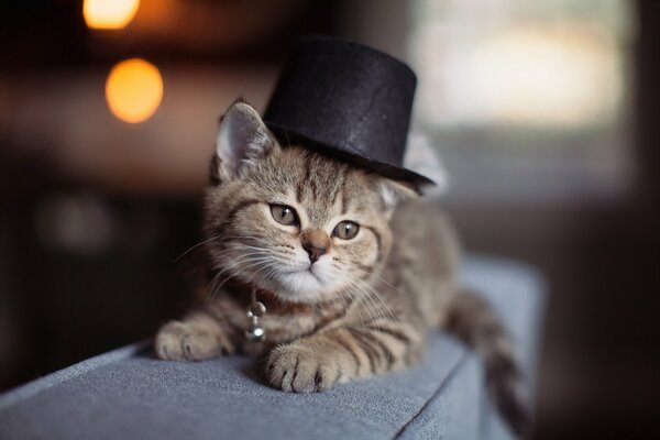 Kitten in a hat cute background