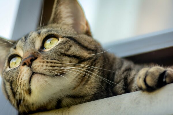 Sguardo del gatto con gli occhi gialli
