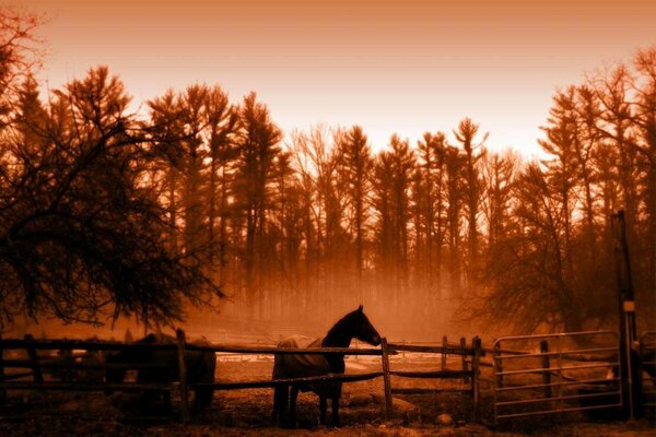 Cheval solitaire près de la clôture