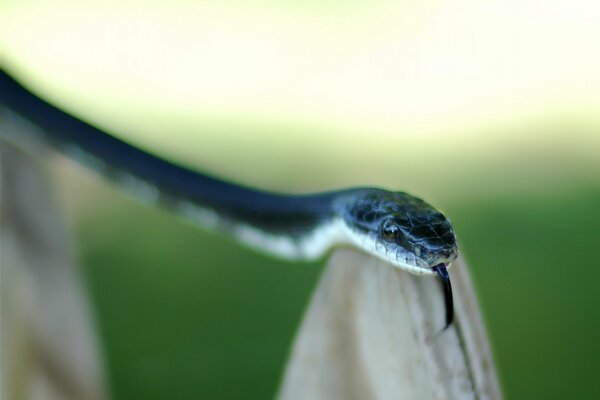 Serpente a sangue freddo congelato prima dell attacco