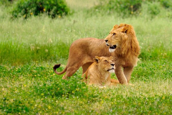 One of the two lions is standing and the other is lying down, as if they know they are being photographed