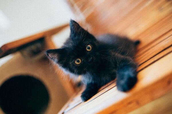 Lindo gatito peludo negro