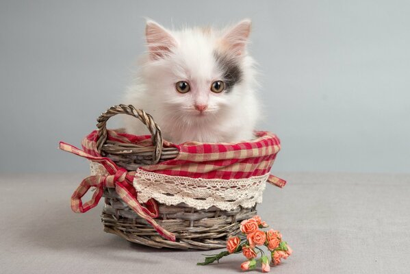 A white kitten is sitting in a basket