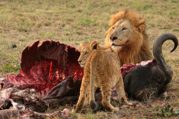 Lion et lionne mangent leur proie