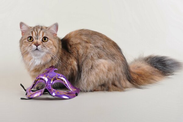 Flauschige Katze mit lila Maske
