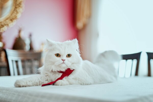 Gato persa con corbata en la mesa