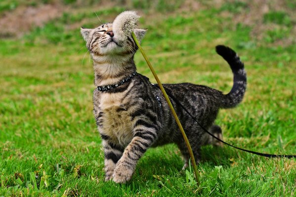 The cat, which is walking on a habit, sniffs a dandelion
