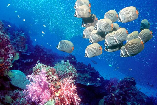 Un banco de peces en el océano azul