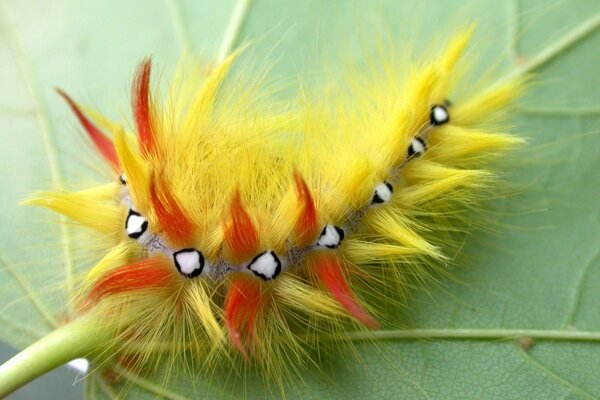 Chenille exotique sur une feuille verte