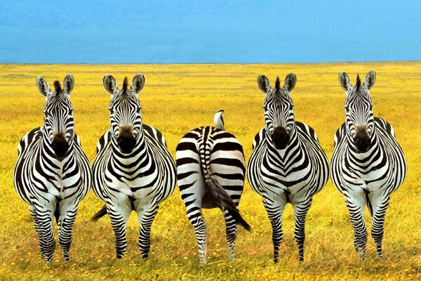 Zebras stand on the yellow grass