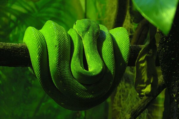 Serpiente verde brillante envuelta en una rama