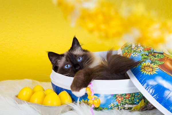 Gato en una Caja sobre un fondo amarillo