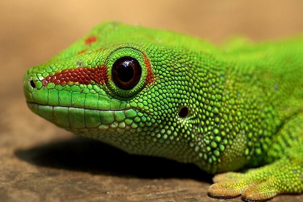 Lagarto verde con ojos grandes