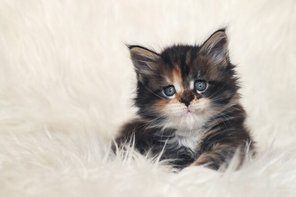 A kitten with a beautiful muzzle on a white background