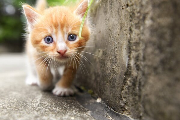 Gatito rojo caminando a lo largo de la pared