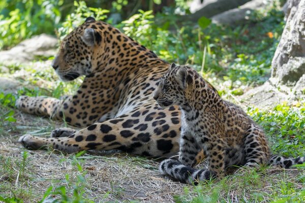 Jaguar ze swoim małym szczeniakiem