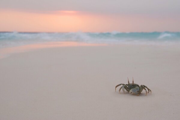 Photo of a crab on the sea beach