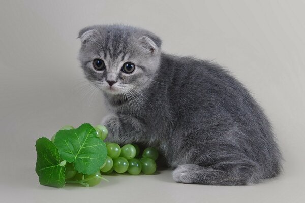 Fold gris chaton et vert raisin