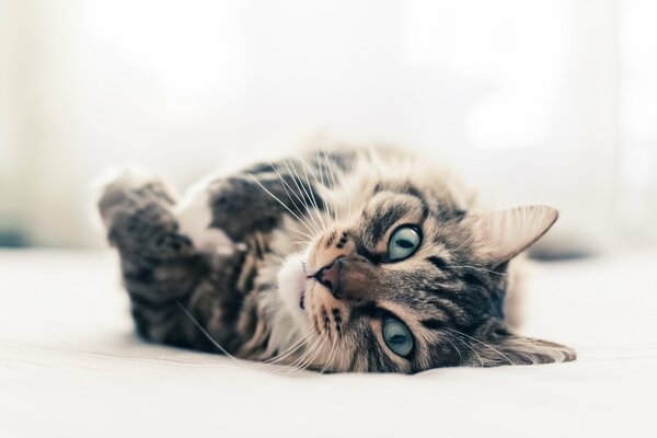 Le chat aux yeux bleus se trouve sur le côté