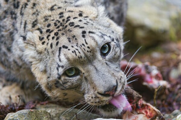 Leopardo delle nevi con uno sguardo predatorio