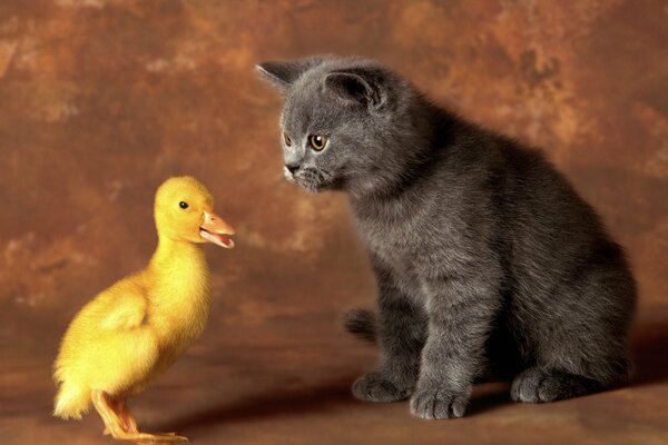Grey cat and duckling are friends