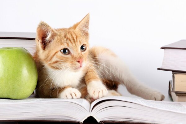 Eine Katze liegt mit einem grünen Apfel auf einem Buch
