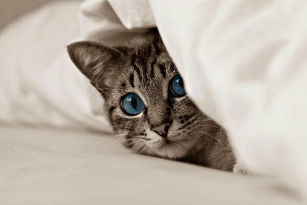 The muzzle of a kitten with blue eyes