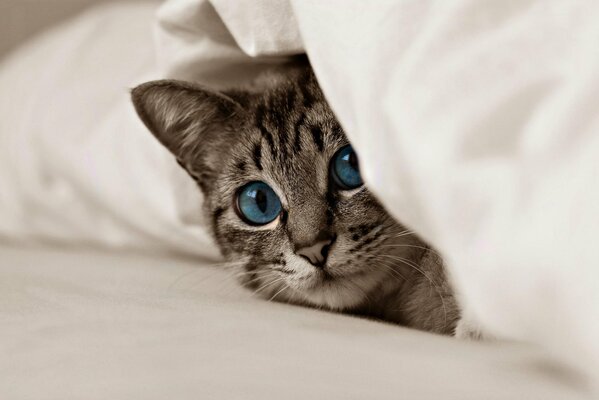 Мордочка котенка с голубыми глаза